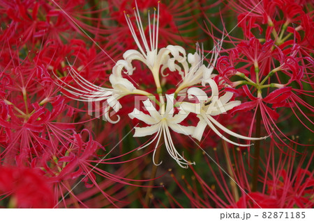 半田市の堤防に咲く彼岸花 82871185