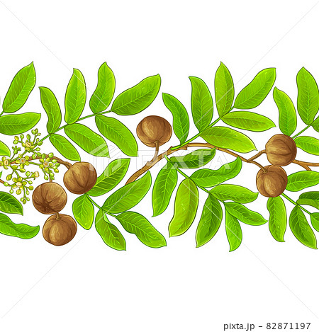 andiroba vector pattern on white background 82871197