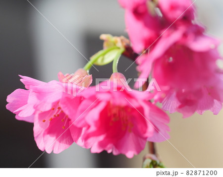 桜 さくら サクラ 82871200