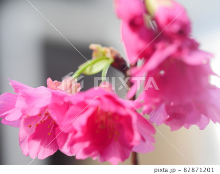 桜 さくら サクラ 82871201