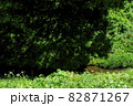 初夏の里山を流れる小川のある風景 82871267