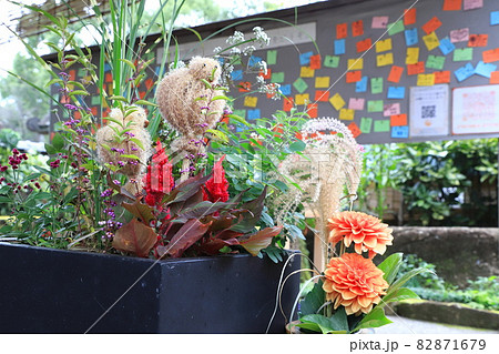 上野東照宮ぼたん苑　秋のダリア展 苑内の飾り 82871679