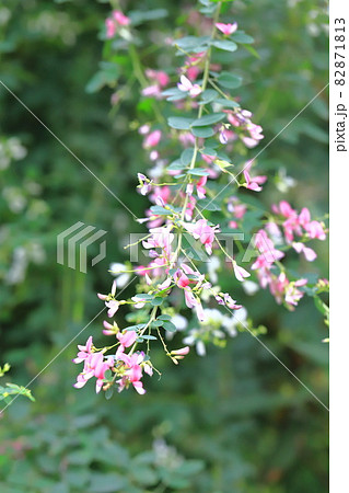 白萩と赤紫色の2種類の萩の花 の写真素材
