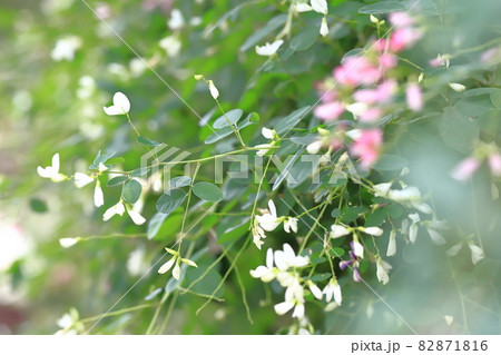 白萩と赤紫色の2種類の萩の花 白萩と赤紫色の2種類の萩の花 82871816