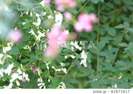 白萩と赤紫色の2種類の萩の花 白萩と赤紫色の2種類の萩の花 82871817