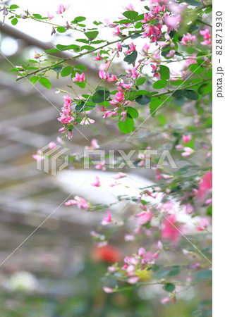 秋の七草 萩(ハギ)の花 秋の七草 萩(ハギ)の花 82871930
