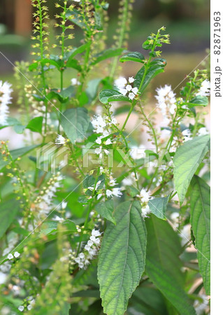 白い霜柱 シモバシラ の花の写真素材