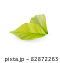 Green leaf isolated on white background 82872263