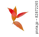 autumn red leaves isolated on white background 82872265