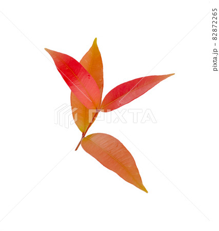 autumn red leaves isolated on white background 82872265