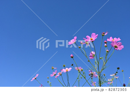 コスモスの花と快晴の空 82872303