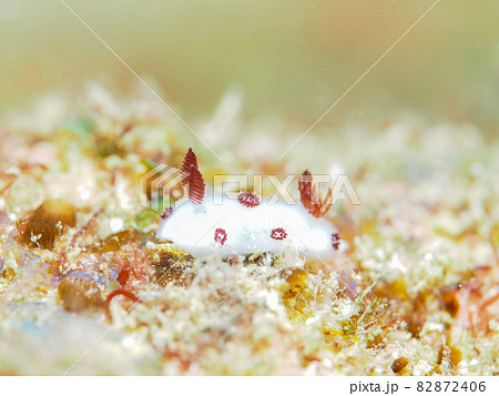 ウミウシ 82872406