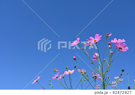 コスモスの花と晴天の空 82872827
