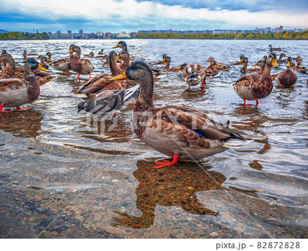 Ducks and pigeons are walking on the water. Close-up. 82872828
