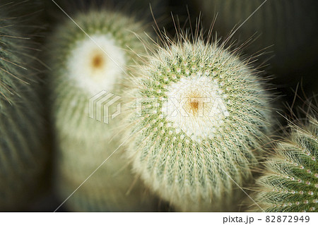 サボテン サボテン 82872949