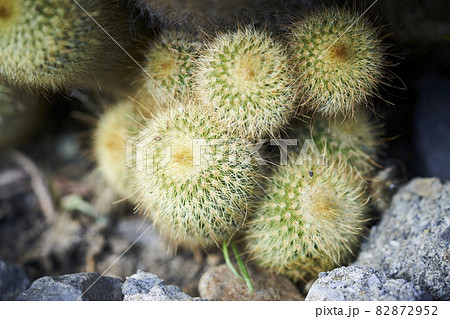 サボテン 82872952