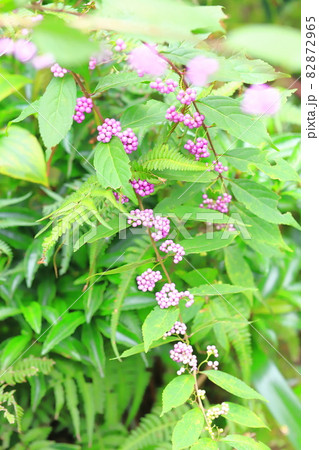 上野東照宮ぼたん苑 秋のダリア展 ダリアと紅白のハギ 上野東照宮ぼたん苑 秋のダリア展 ダリアと紅白のハギ 82872965