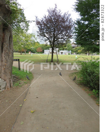 公園の遊歩道 公園の遊歩道 82873322