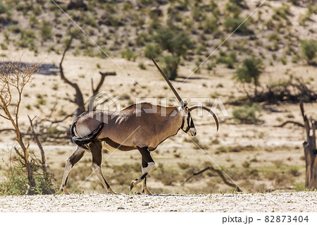 South African Oryx in Kgalagadi transfrontier...の写真素材 [82873404] - PIXTA