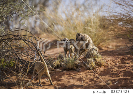 Meerkat in Kgalagadi transfrontier park, South Africa Meerkat in Kgalagadi transfrontier park, South Africa 82873423