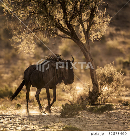 Blue wildebeest in Kgalagadi transfrontier park, South Africa 82873460