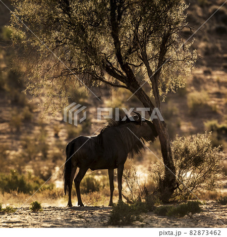 Blue wildebeest in Kgalagadi transfrontier park, South Africa 82873462