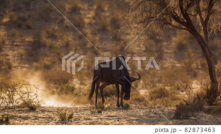Blue wildebeest in Kgalagadi transfrontier park, South Africa 82873463