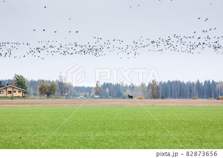 A big flock of barnacle gooses -Branta leucopsis flying above the field. Birds are preparing to migrate south. October 2018, Finland A big flock of barnacle gooses -Branta leucopsis flying above the field. Birds are preparing to migrate south. October 2018, Finland 82873656