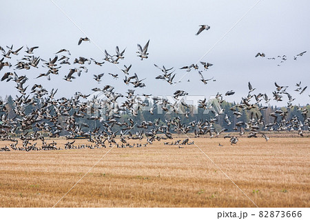 A big flock of barnacle gooses -Branta leucopsis flying above the field. Birds are preparing to migrate south. October 2018, Finland 82873666