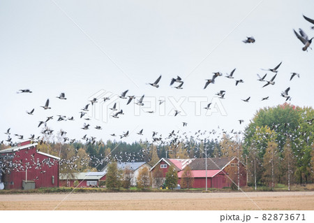 A big flock of barnacle gooses -Branta leucopsis flying above the field. Birds are preparing to migrate south. October 2018, Finland 82873671