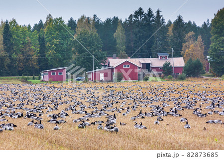 A big flock of barnacle gooses -Branta leucopsis are sitting on a field. Birds are preparing to migrate south. October 2018, Finland A big flock of barnacle gooses -Branta leucopsis are sitting on a field. Birds are preparing to migrate south. October 2018, Finland 82873685