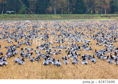 A big flock of barnacle gooses -Branta leucopsis are sitting on a field. Birds are preparing to migrate south. October 2018, Finland A big flock of barnacle gooses -Branta leucopsis are sitting on a field. Birds are preparing to migrate south. October 2018, Finland 82873686