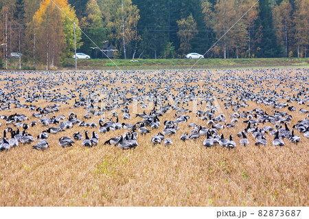 A big flock of barnacle gooses -Branta leucopsis are sitting on a field and flying above it. Birds are preparing to migrate south. October 2018, Finland 82873687