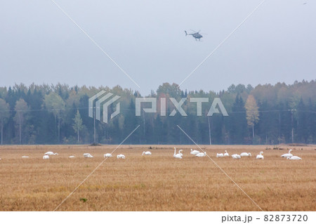 A Flock of Cygnus cygnus -Whooper Swan on a field at forest background and helicopter above them. Birds are preparing to migrate south. October 2018, Finland A Flock of Cygnus cygnus -Whooper Swan on a field at forest background and helicopter above them. Birds are preparing to migrate south. October 2018, Finland 82873720
