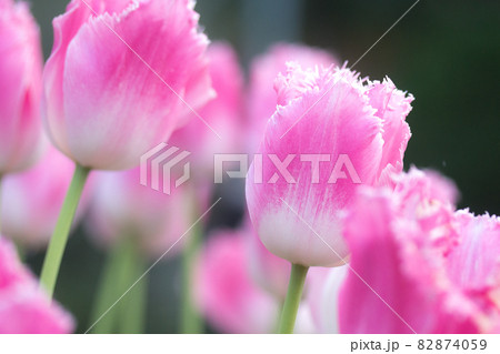 四月 ４月 4月 82874059