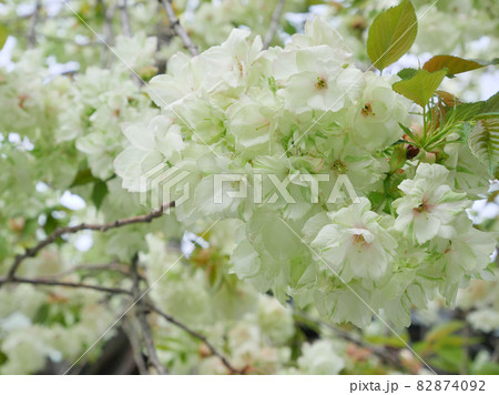 御衣黄桜 御衣黄桜 82874092