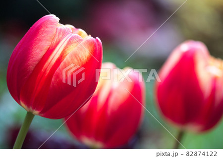 四月 ４月 4月 82874122