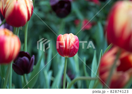 四月 ４月 4月 82874123