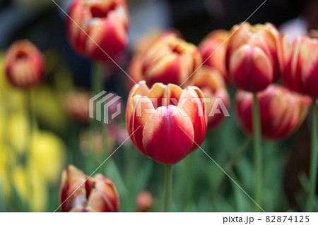 四月 ４月 4月 82874125