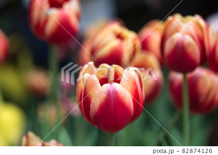 四月 ４月 4月 82874126