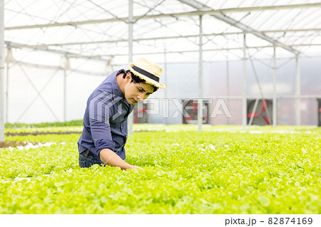 A farmer harvests veggies from a hydroponics garden. organic fresh grown vegetables and farmers laboring in a greenhouse with a hydroponic vegetable garden. 82874169