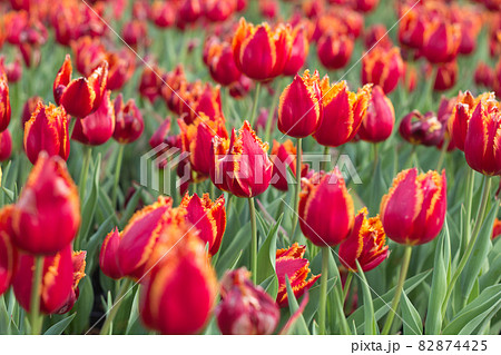 四月 ４月 4月 82874425