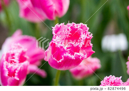 四月 4月 4月 82874496