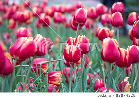 四月 ４月 4月 82874529