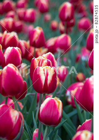 四月 4月 4月 82874535