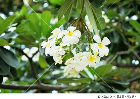 プルメリア（National flower of Laos, Plumeria） 82874597