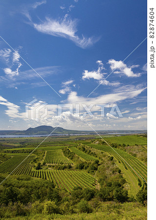 Vineyards near Nove Mlyny reservoir with Palava in Southern Moravia, Czech Republic 82874604