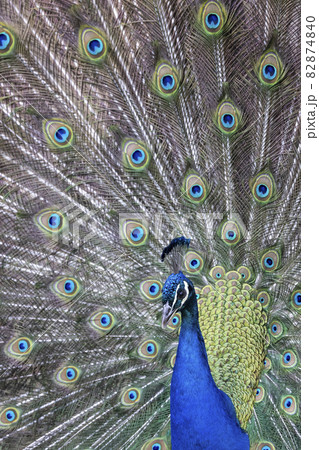 Closeup Image of a peacock dancing with its open feathers 82874840