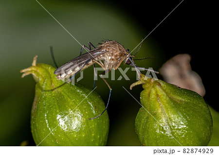 Adult Culicine Mosquito Insect Adult Culicine Mosquito Insect 82874929