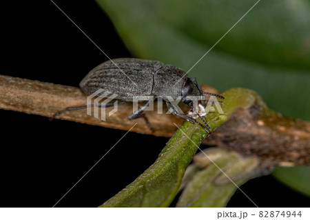 Adult Darkling Beetle 82874944